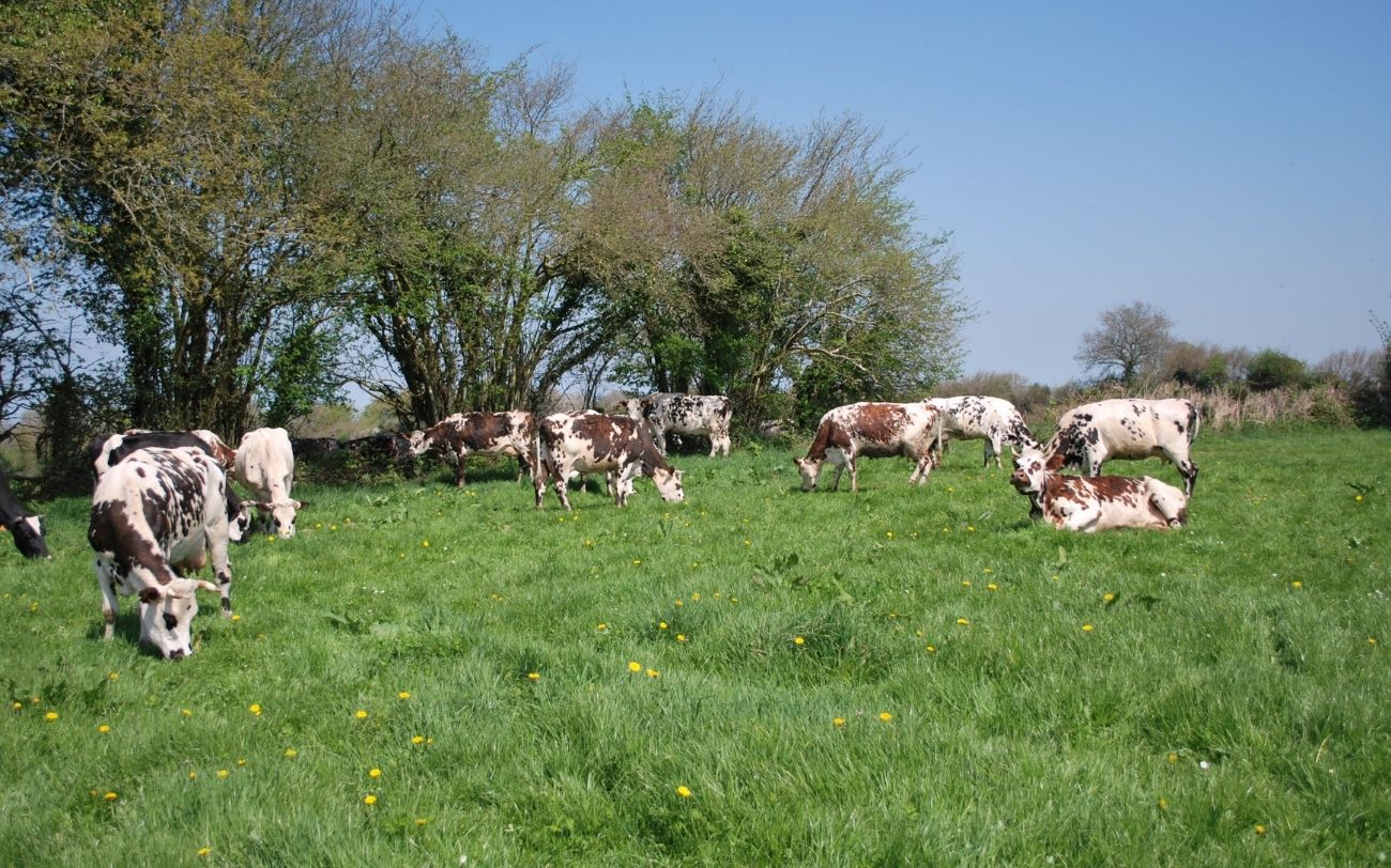 yaourts biologiques lait biologique vente directe ferme des douces prairies cotentin cherbourg normandie vaches