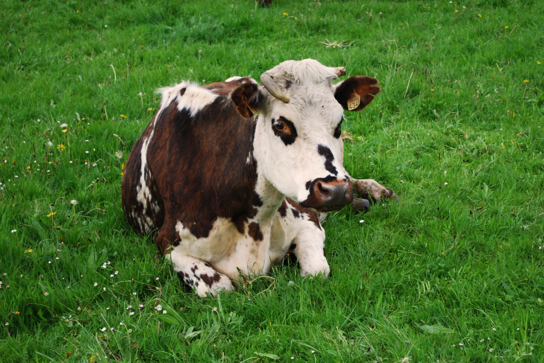 vache laitiere normande couchée ferme des douces prairies- lait bio - Normandie Cotentin