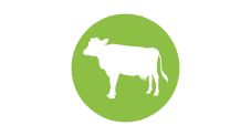 Icon vache laitière ferme des douces prairies vente directe producteur normandie copie