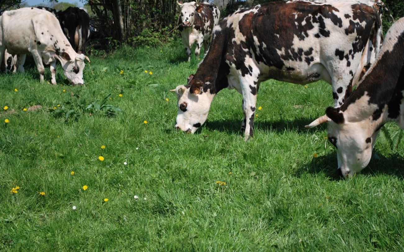 yaourts biologiques lait biologique vente directe ferme des douces prairies cotentin cherbourg normandie vaches champ