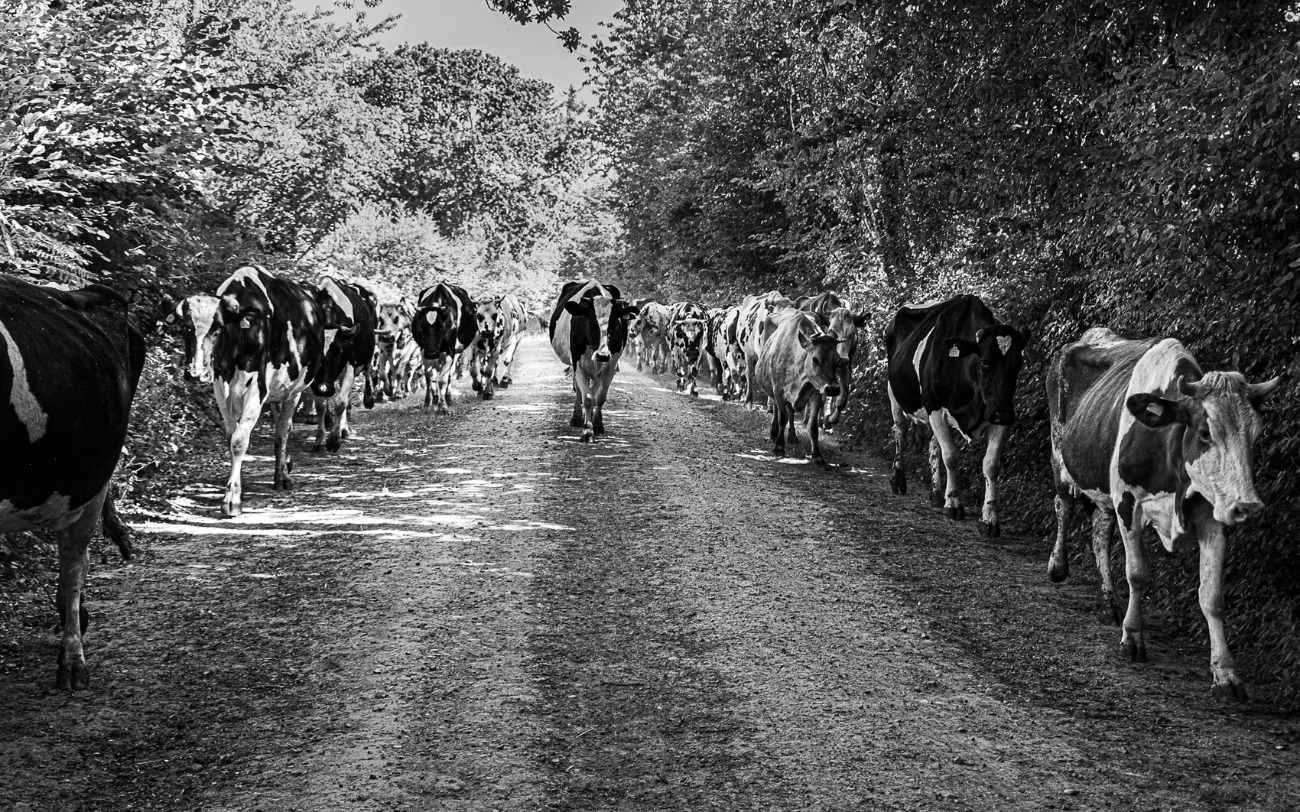 yaourts biologiques lait biologique vente directe ferme des douces prairies cotentin cherbourg normandie retour du champ vaches production bio